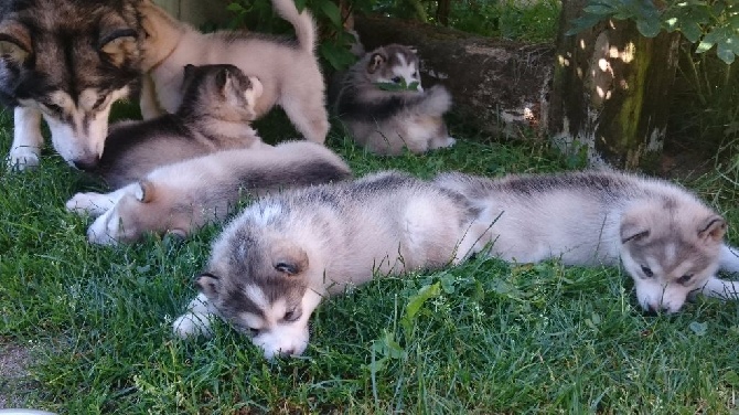 Des Monts Eternels - Premières sorties à la découverte du jardin pour les BB d'Izza 