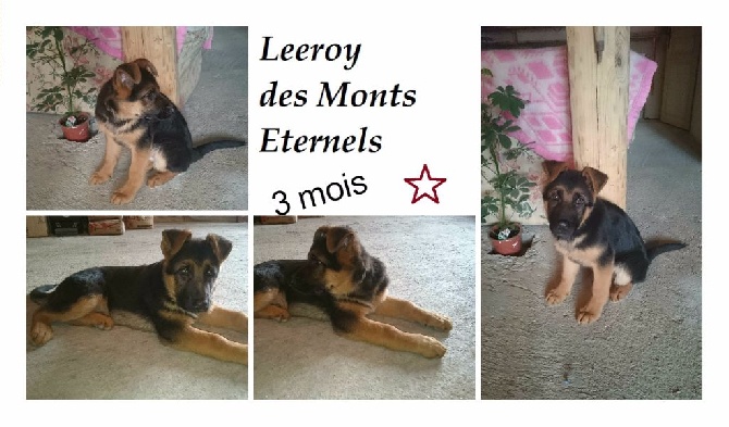 Des Monts Eternels - Leeroy 3 mois réduction de prix sur la vente (vendu)