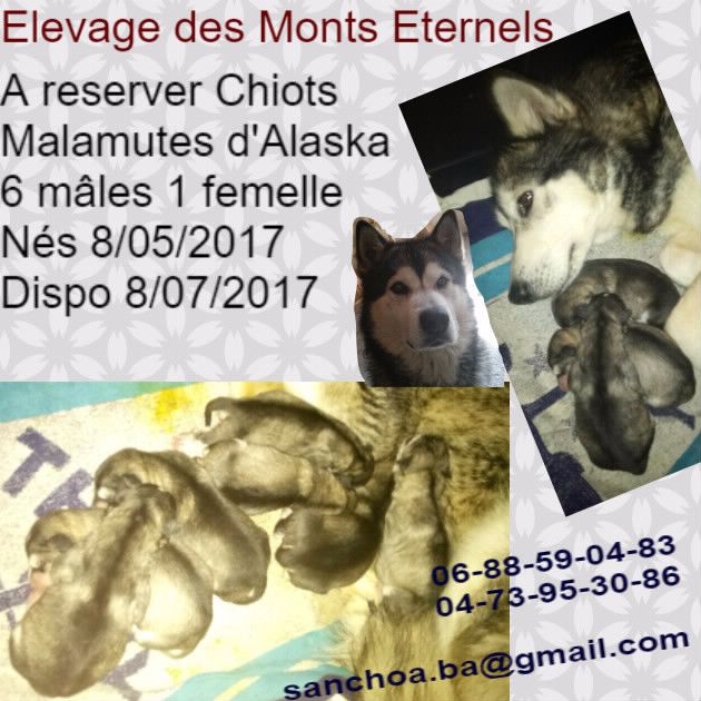 Des Monts Eternels - Nouvelle portée New puppies Izza Hasco 2017