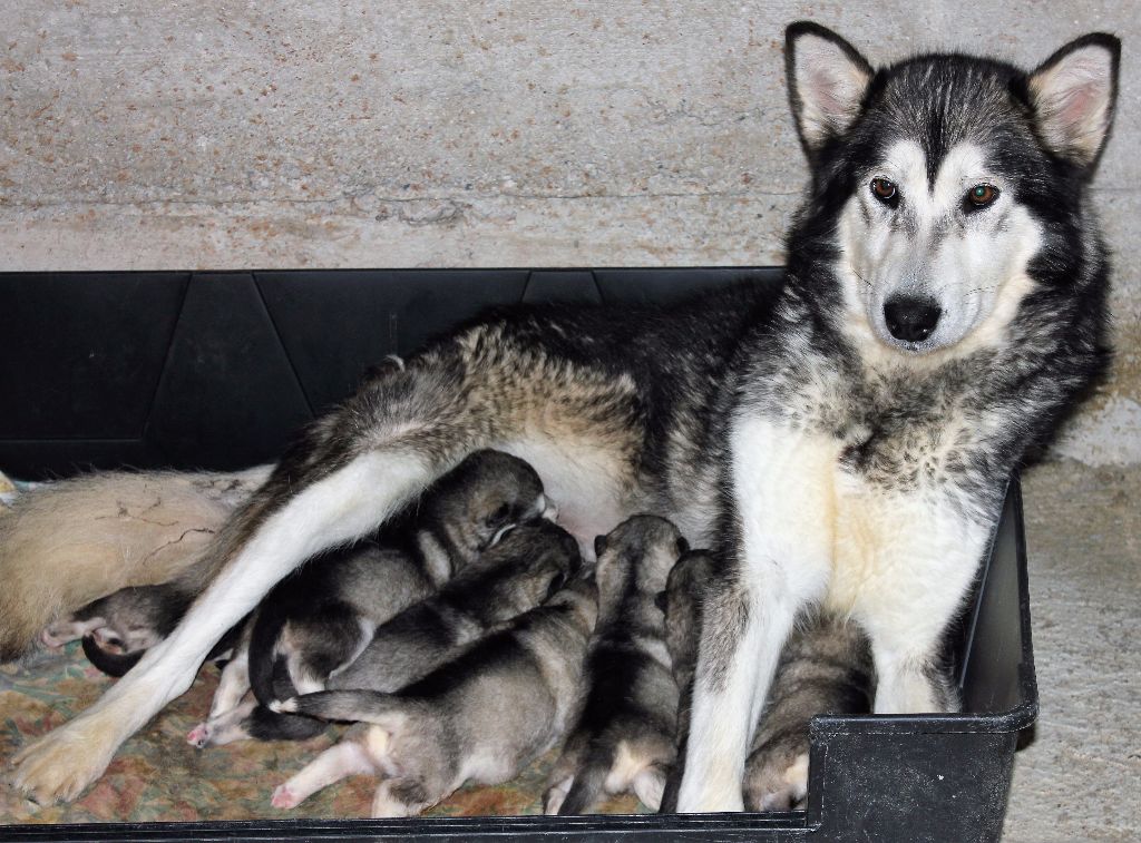 Des Monts Eternels - A réserver nouveaux chiots Malamutes à l'élevage