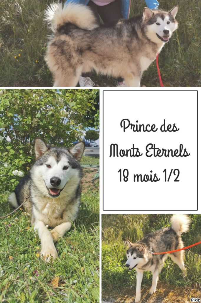 Des Monts Eternels - Confirmé Prince