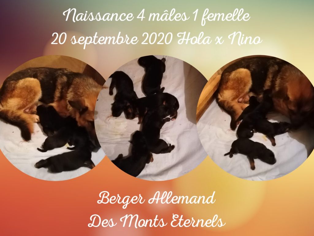Des Monts Eternels - Berger Allemand - Portée née le 20/09/2020