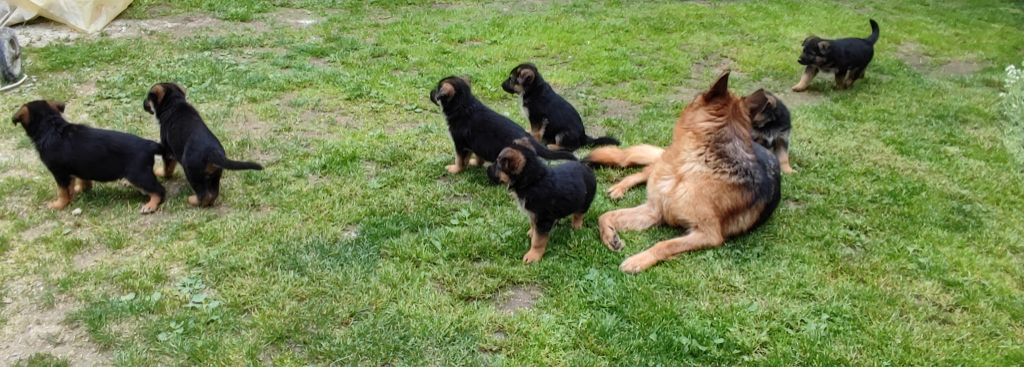 chiot Berger Allemand Des Monts Eternels