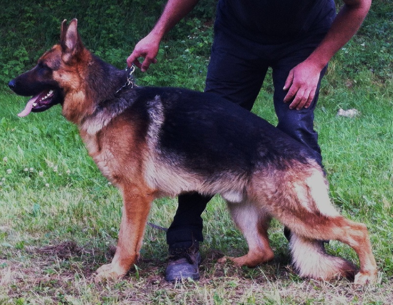 Gerko Des Monts Eternels