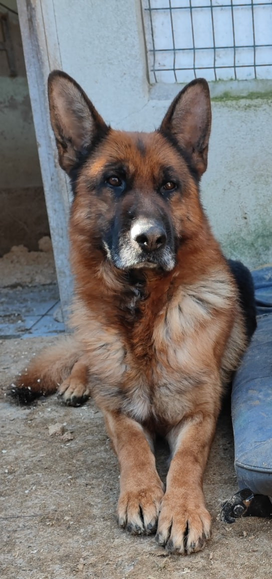 Arret d'élevage chiens à placer