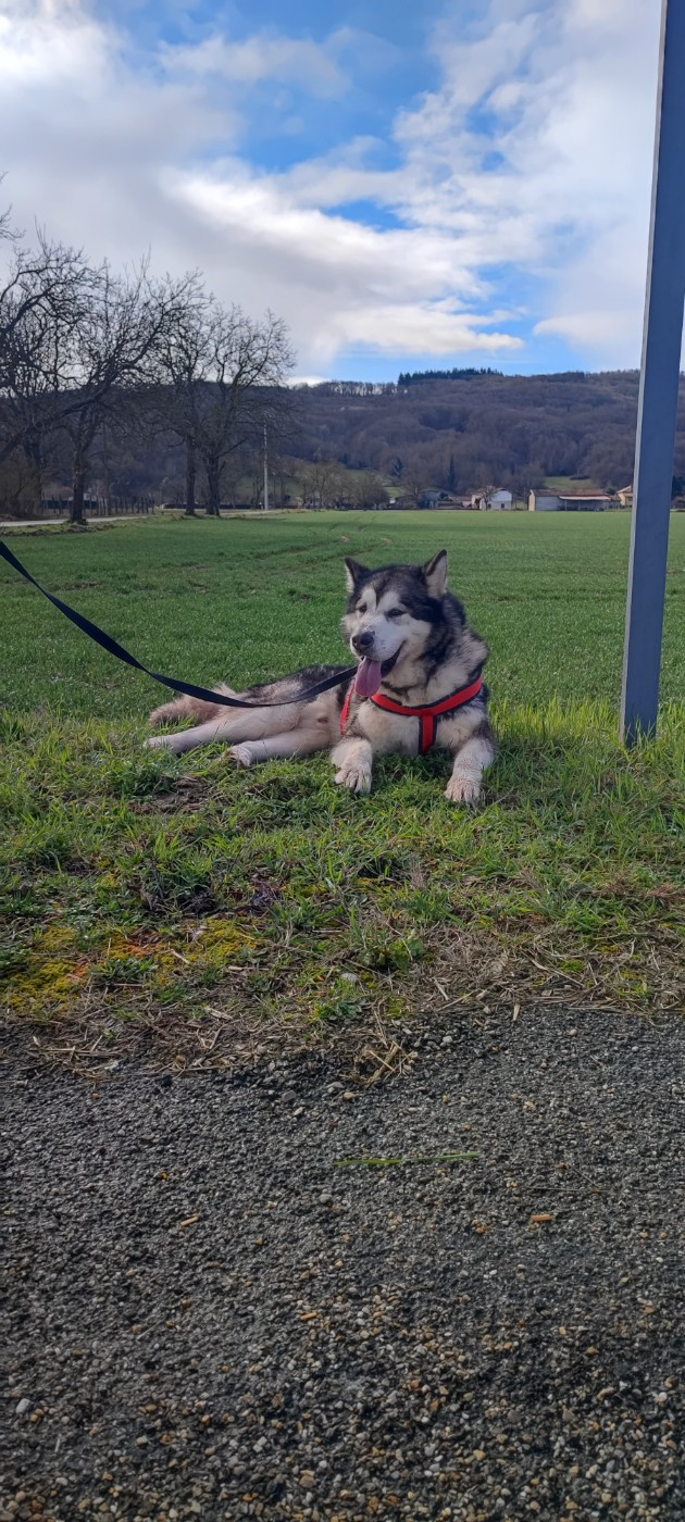 Ubane en station de saillie en Isère