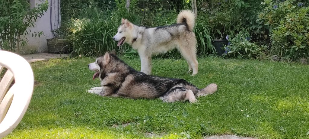 Réduction d'élevage chiens à placer 