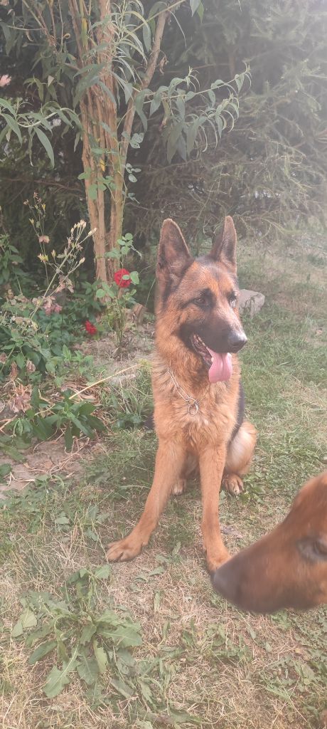 Réduction d'élevage chiens à placer 