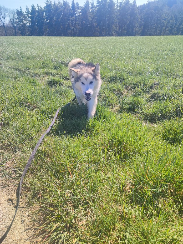 Des Monts Eternels - Chiots disponibles - Alaskan Malamute