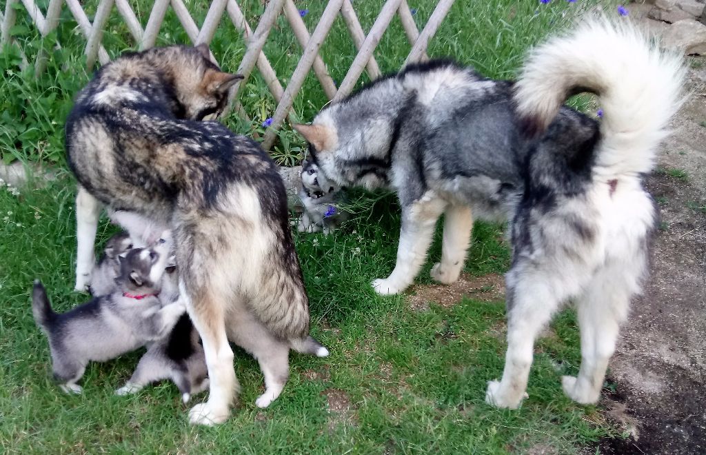Des Monts Eternels - Alaskan Malamute - Portée née le 08/05/2017
