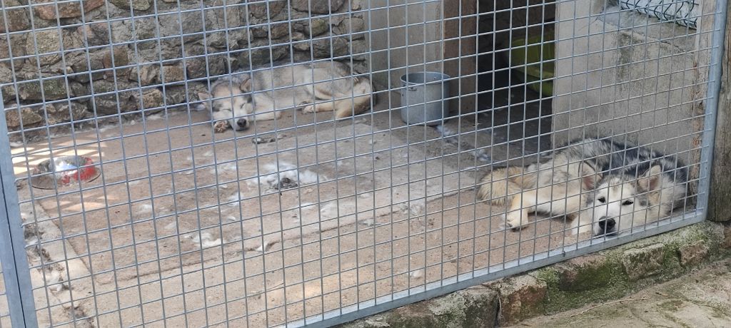 Des Monts Eternels - Alaskan Malamute - Portée née le 18/11/2024