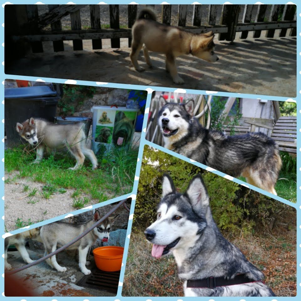 Des Monts Eternels - Alaskan Malamute - Portée née le 09/05/2018