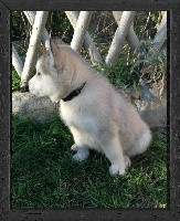 Odin