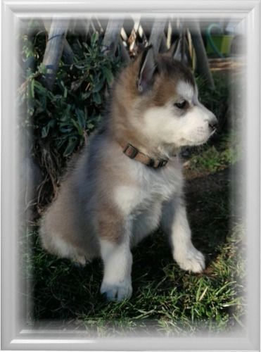 Des Monts Eternels - Alaskan Malamute - Portée née le 06/01/2018