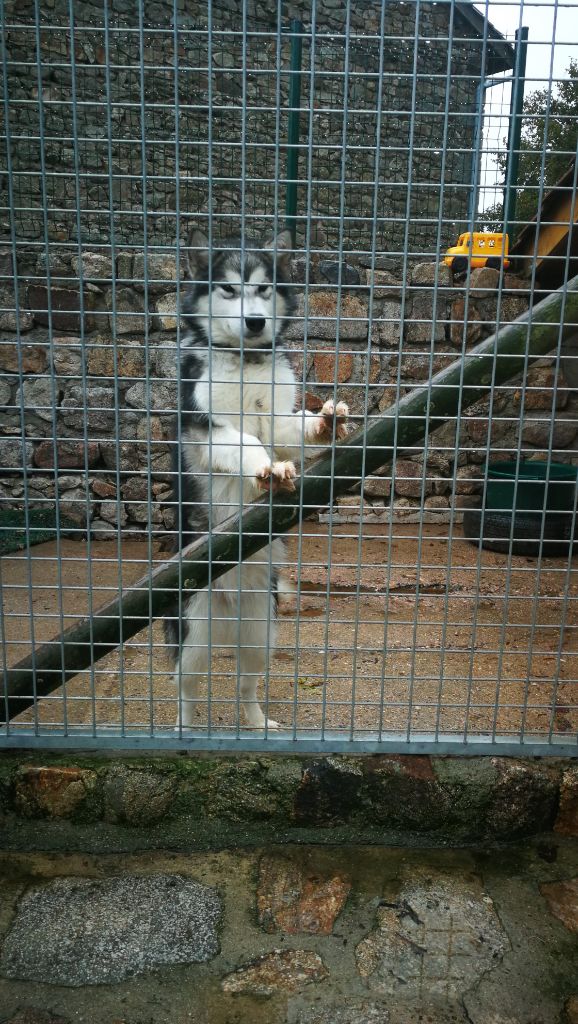 Des Monts Eternels - Chiots disponibles - Alaskan Malamute