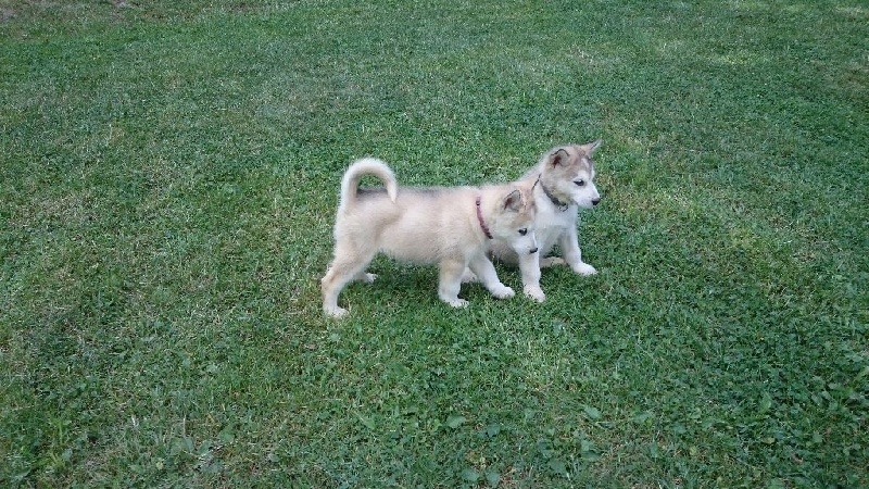 Des Monts Eternels - Chiots disponibles - Alaskan Malamute